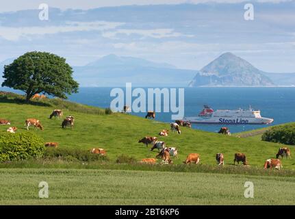 Stena Ferry und Milchwirtschaft, North Rhins of Galloway Stockfoto