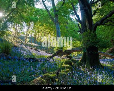 Castramon Nature Reserve mit Mischwald mit Glockenblumen und Eiche Bäume im Frühling Stockfoto