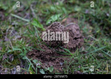 Ameisenhaufen auf dem Gartengras Stockfoto