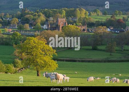 Sweetheart Abbey, New Abbey, Dumfries, Nithsdale Stockfoto