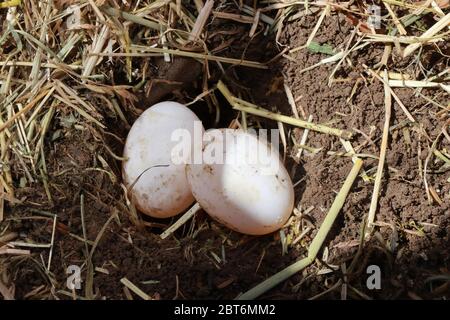 Eine Hermanns-Schildkröte hat ein Loch in den Boden gegraben und 6 Eier hinein gelegt. Zwei Eier sind sichtbar. Stockfoto