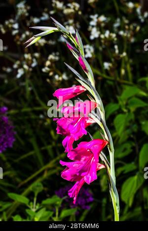 Außen Nahaufnahme eines rosa Gladiolus byzantinus Stockfoto