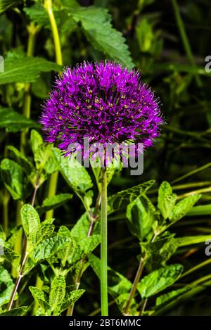 Nahaufnahme eines Allium hollandicum 'Purple Sensation' Stockfoto