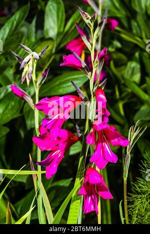 Außen Nahaufnahme von rosa Blüten auf einem Gladiolus byzantinus Stockfoto