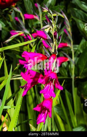 Außen Nahaufnahme eines rosa Gladiolus byzantinus Stockfoto