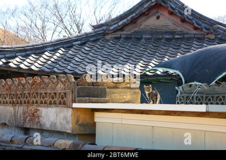 Kätzchen auf traditionellen koreanischen Ziegeldächern, Gyeongju, Korea Stockfoto