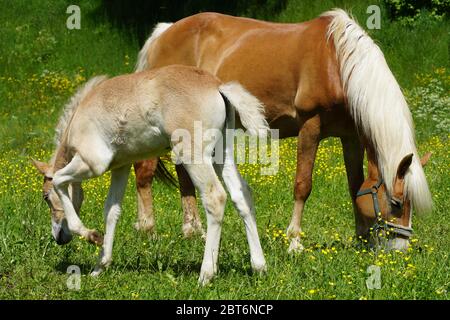 Schöne Haflinger Zuchtpferdestute mit Fohlen auf einer Weide bei Hafling in Italien. Stockfoto
