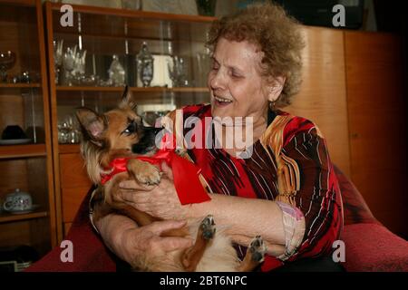 Das Porträt der Großmutter mit dem schönen Chihuahua Welpen. Weihnachtsgeschenk. Stockfoto