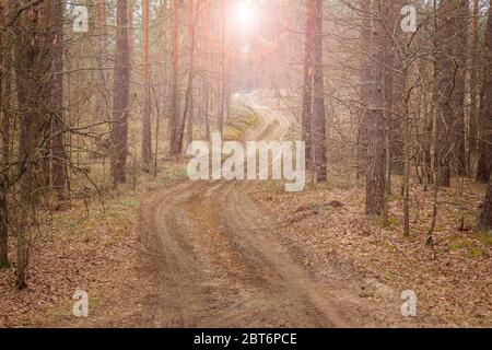 Waldkurvenweg zwischen hohen Kiefern im Frühjahr. Querformat Stockfoto