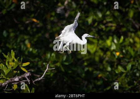 Jungreiher, Egretta caerulea, im Mangrovenwald neben dem Coiba Island National Park, Veraguas Provinz, Republik Panama. Stockfoto