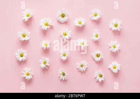 Viele weiße Chrysanthemen Blüten Knospen auf rosa. Frühling, reines Konzept, ausgefallene Farbe. Flaches Lay, Draufsicht auf rosa Stockfoto