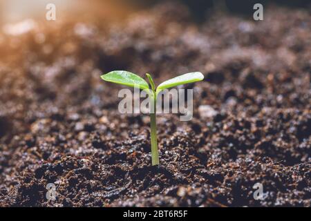 Kleine Bäume mit grünen Blättern, natürlichem Wachstum und Sonnenlicht, das Konzept der Landwirtschaft und nachhaltiges Pflanzenwachstum. Stockfoto