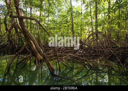 Mangrovenwald im Coiba Island National Park, Pazifikküste, Veraguas Provinz, Republik Panama. Stockfoto