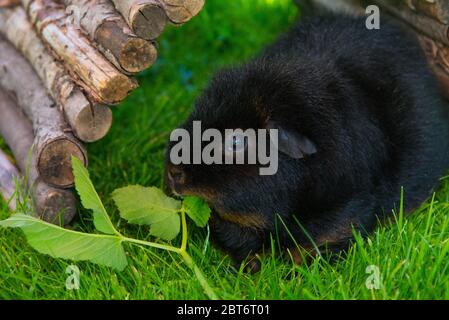 Schwarzguineaschwein in der Sonne, das Kräuter isst Stockfoto