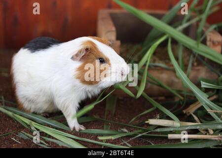 Ein Hamster munching auf einem grünen Gras. Der Hamster frisst Gras intensiv. Stockfoto