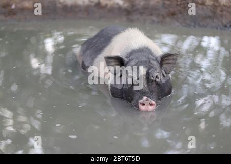 Schwein im Wasser einweichen, um sich im Teich abzukühlen. Ein Schwarzes Zwergschwein, das in einen Teich eingetaucht ist. Stockfoto