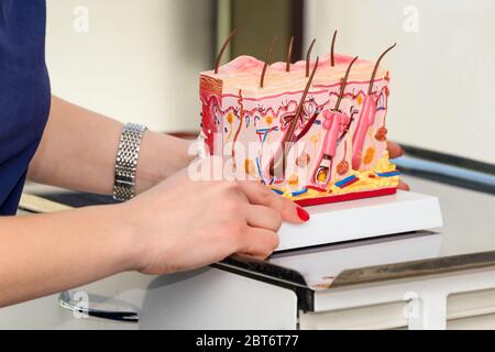 Arzt Dermatologe oder Trichologe hält und zeigt menschliche Haut Querschnitt Kunststoff-Modell.Detaillierte Hautstruktur mit Haaren in der Klinik für Stockfoto