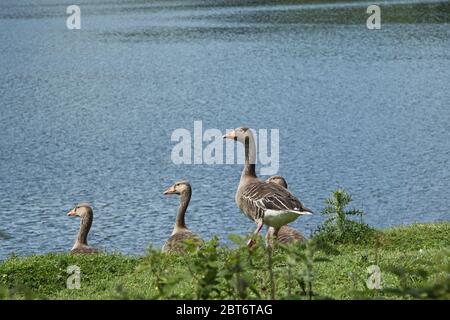 Alert Greylag-Gänse an einer grasbewachsenen Bank im Gouthwaite Reservoir, North Yorkshire, England, Großbritannien. Stockfoto