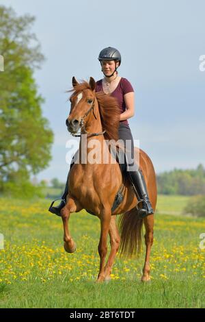 Hacking out auf Paso Fino Pferd Toelting im Frühjahr Stockfoto