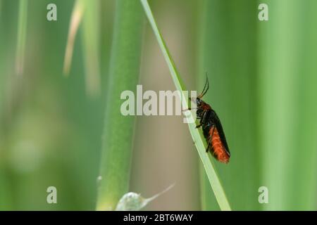 Soldatenkäfer (Cantharus Podabrus) hat rote Körper und sitzt auf einem grünen Schilf Stockfoto