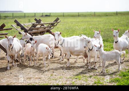 Bauernhof im Dorf, eine Herde von Ziegen geht auf dem Gras, kleine Ziegen spielen, Sommer, grünes Gras, gutes Wetter, das Dorf Stockfoto