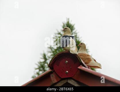 Zwei bunte Brieftauben ruhen auf einem roten Dach vor einem hellen, weißen Himmel Stockfoto