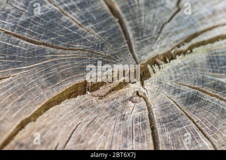 Gesprungene und geteilte Baumstammquerschnitt, da freiliegendes Holz schrumpft. Tiefe Risse, natürliche Risse, natürliche Splits. Stockfoto