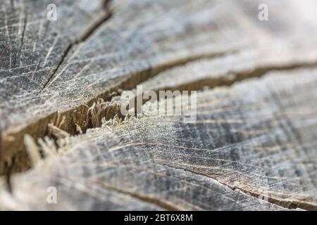 Gesprungene und geteilte Baumstammquerschnitt, da freiliegendes Holz schrumpft. Tiefe Risse, natürliche Risse, natürliche Splits. Stockfoto