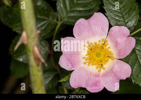 Nahaufnahme von schönen wilden Rose mit rosa weißen Blütenblättern und gelben Pollen bedeckten Stielen Stockfoto
