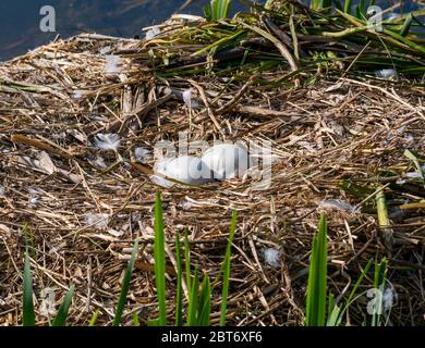 Stumme Schwanenhest mit zwei unverschlüpften verlassenen Eiern, East Lothian, Schottland, Vereinigtes Königreich