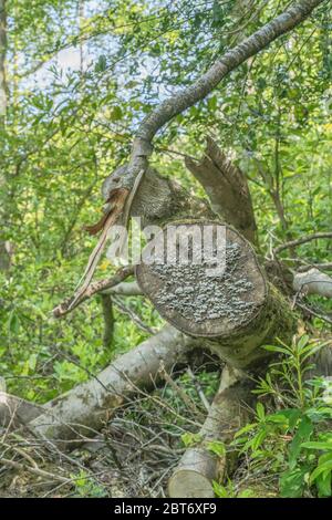 Kann ungesunde Probe von Polyporenbracket Pilz Coriolus versicolor / Trametes versicolor - Truthahn Schwanz Pilz - auf tot verfallenden Baumstumpf Stockfoto