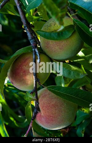 Natürliche große Pfirsiche - drei natürliche große Pfirsichfrucht auf dem Baum - Nahaufnahme Stockfoto