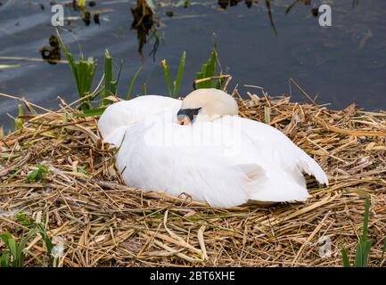 Weiblicher stummer Schwan, Cygnus olor, schlafend im Nest in Sonnenschein im Reservoir, East Lothian, Schottland, UK Stockfoto