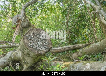 Kann ungesunde Probe von Polyporenbracket Pilz Coriolus versicolor / Trametes versicolor - Truthahn Schwanz Pilz - auf tot verfallenden Baumstumpf Stockfoto