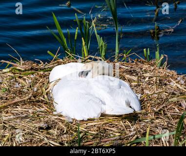 Weiblicher stummer Schwan, Cygnus olor, schlafend im Nest in Sonnenschein im Reservoir, East Lothian, Schottland, UK Stockfoto