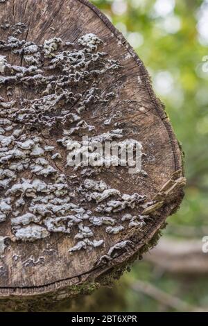 Kann ungesunde Probe von Polyporenbracket Pilz Coriolus versicolor / Trametes versicolor - Truthahn Schwanz Pilz - auf tot verfallenden Baumstumpf Stockfoto