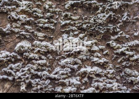 Kann ungesunde Probe von Polyporenbracket Pilz Coriolus versicolor / Trametes versicolor - Truthahn Schwanz Pilz - auf tot verfallenden Baumstumpf Stockfoto