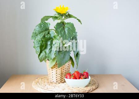 Sonnenblume in Topf und Erdbeere auf dem Holztisch. Blumen auf einem beigefarbenen Holztisch neben dem Fenster. Haus innen. Schöne Sonnenblume.Sommer Stockfoto