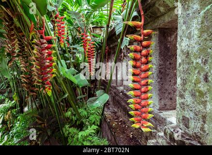 (Heliconia rostrata), Heliconia tropische Blume hängt vertikal in der Nähe der alten Tempelmauer in wilden Dschungel. Es ist auch als Hummerkrallen, Touca bekannt Stockfoto