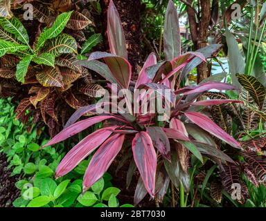 Tropische Zierpflanze cordyline Purple Prince, cordyline fruticosa mit rosa Klingenblättern, im Bali Indonesia Regenwald Stockfoto