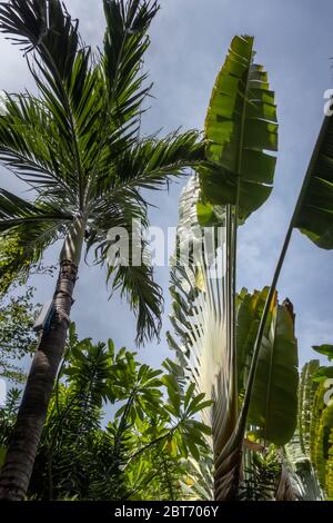 Seitenansicht bei zwei Palmen - eine ist gewöhnlich tropisch und eine andere ist die Palmen der Reisenden mit fächerartigen Blättern. Bali, Indonesien Stockfoto