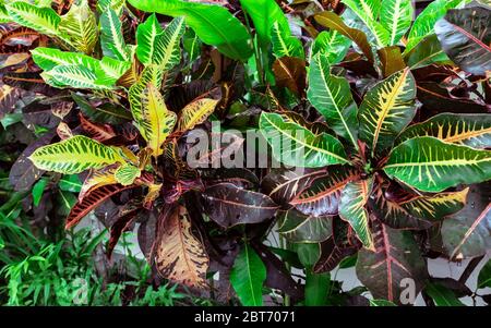 Bunte Croton, Variegated Laurel, Close Up of Croton Blätter, Pflanze in Bali, Croton Blätter ist ein schöner Zierbaum. Bunte Croton Blätter für Stockfoto