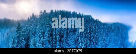 Luftpanorama Blick auf Winter Kiefernwald, subarktische Landschaft, gefrorene, neblige Luft, niedrige Wolken, viel Schnee auf alten hohen Kiefern, frostige Äste Stockfoto