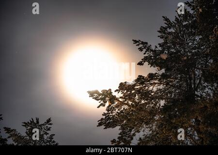 Vollmond scheint durch kalten Winter nebligen Himmel hinter Kiefernspitzen in der schwedischen Landschaft, Lappland, Nordschweden, Umea Stockfoto