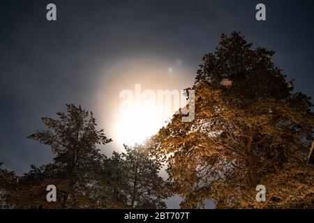 Vollmond scheint durch kalten Winter nebligen Himmel hinter Kiefernspitzen in der schwedischen Landschaft, Lappland, Nordschweden, Umea Stockfoto