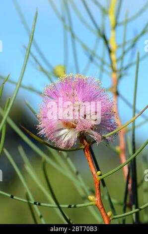 Australische einheimische lila Blüten der drahtigen Honigmyrte, Melaleuca filifolia, Familie Myrtaceae. Endemisch an der zentralen Westküste von Westaustral Stockfoto