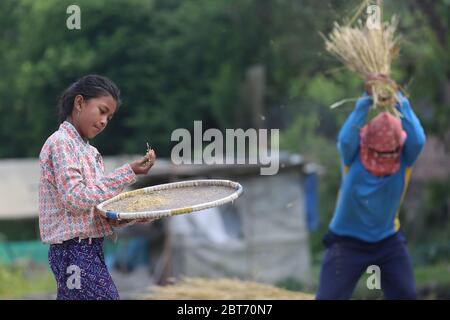 Kathmandu, Nepal. Mai 2020. Ein Mädchen arbeitet auf einem Weizenfeld in Kathmandu, Nepal, 23. Mai 2020. Kredit: Zhou Shengping/Xinhua/Alamy Live News Stockfoto
