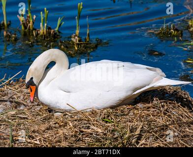 Weiblicher stummer Schwan, Cygnus olor, sitzt auf Eiern im Nest in Sonnenschein im Reservoir, East Lothian, Schottland, Großbritannien Stockfoto