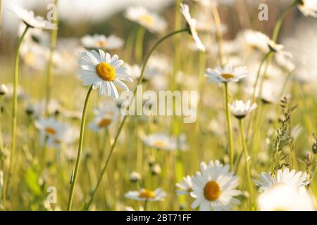 Gänseblümchen auf einer Frühlingswiese bei Sonnenaufgang Stockfoto