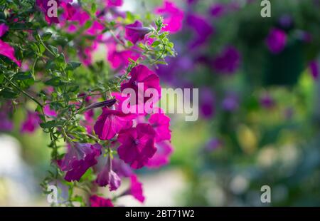 Lila Petunia auf Natur Hintergrund. Petunia ist eine blühende Pflanze, die aus Südamerika stammt. Die beliebte Blume mit dem gleichen Namen erhielt die nic Stockfoto